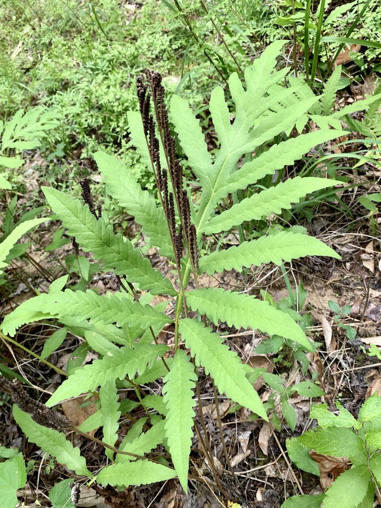 sensitive fern reference