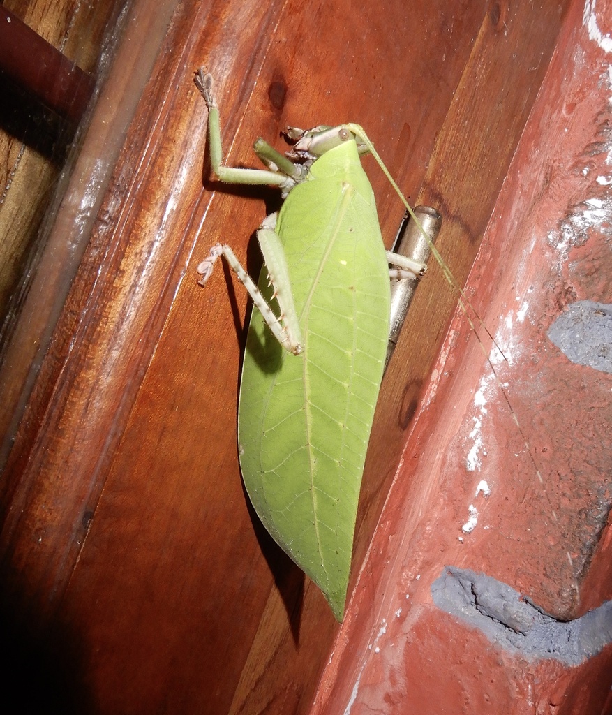 Onomarchus uninotatus reference