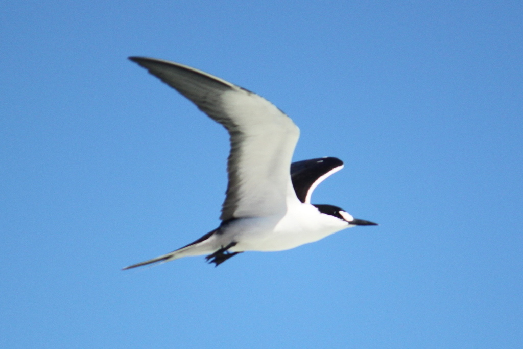 Sooty Tern reference