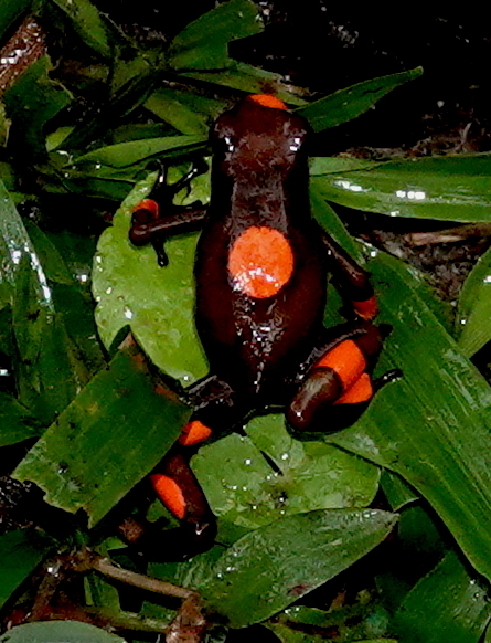 Harlequin Poison Frog reference