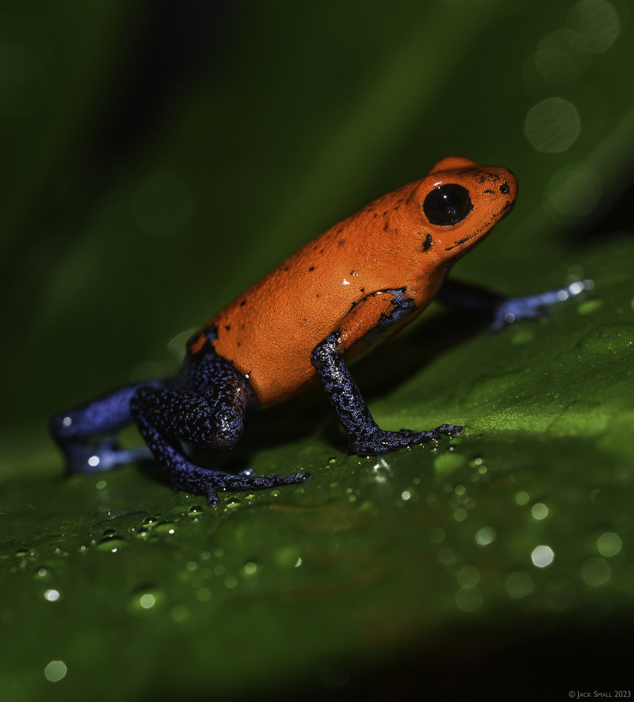 Strawberry Poison-dart Frog reference