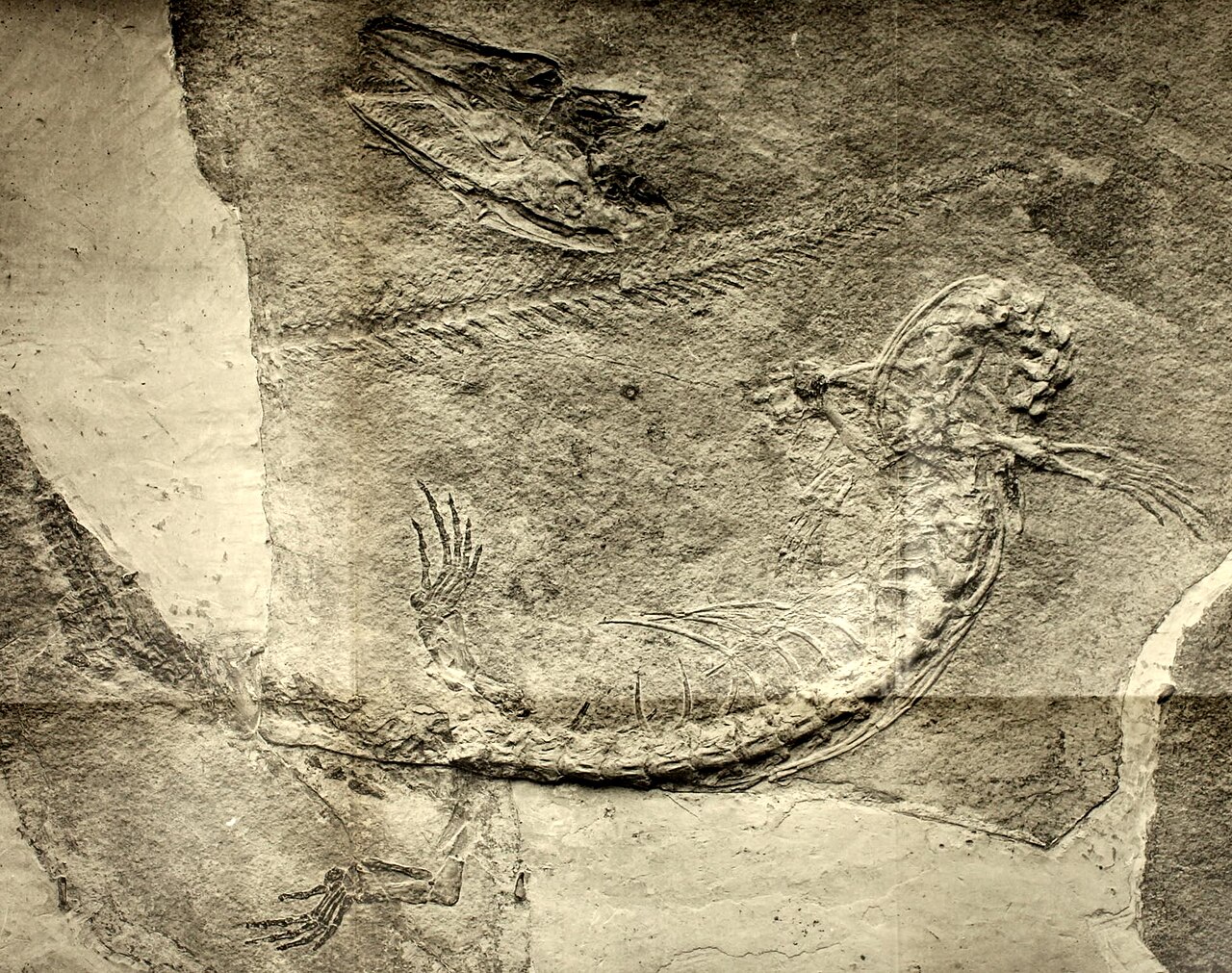 Opetiosaurus bucchichi reference