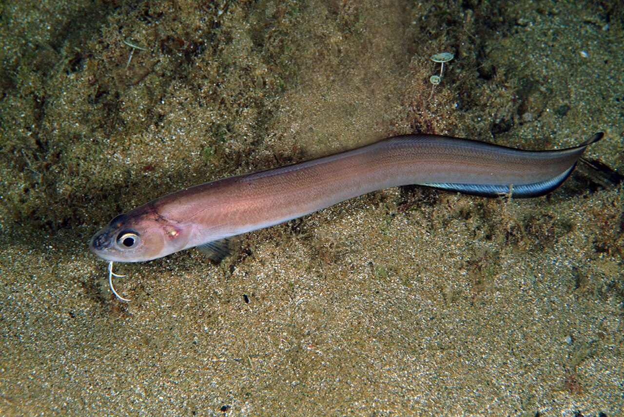 Bearded Cusk-Eel reference