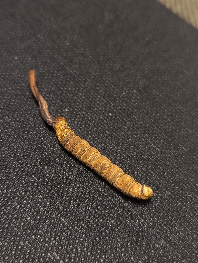 Golden Caterpillar Fungus reference