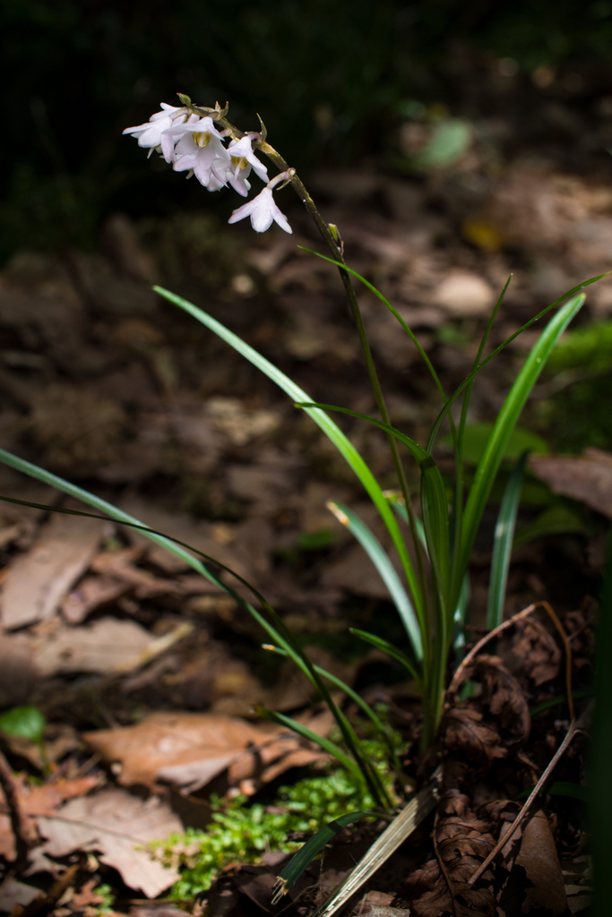Dwarf Lily-turf reference