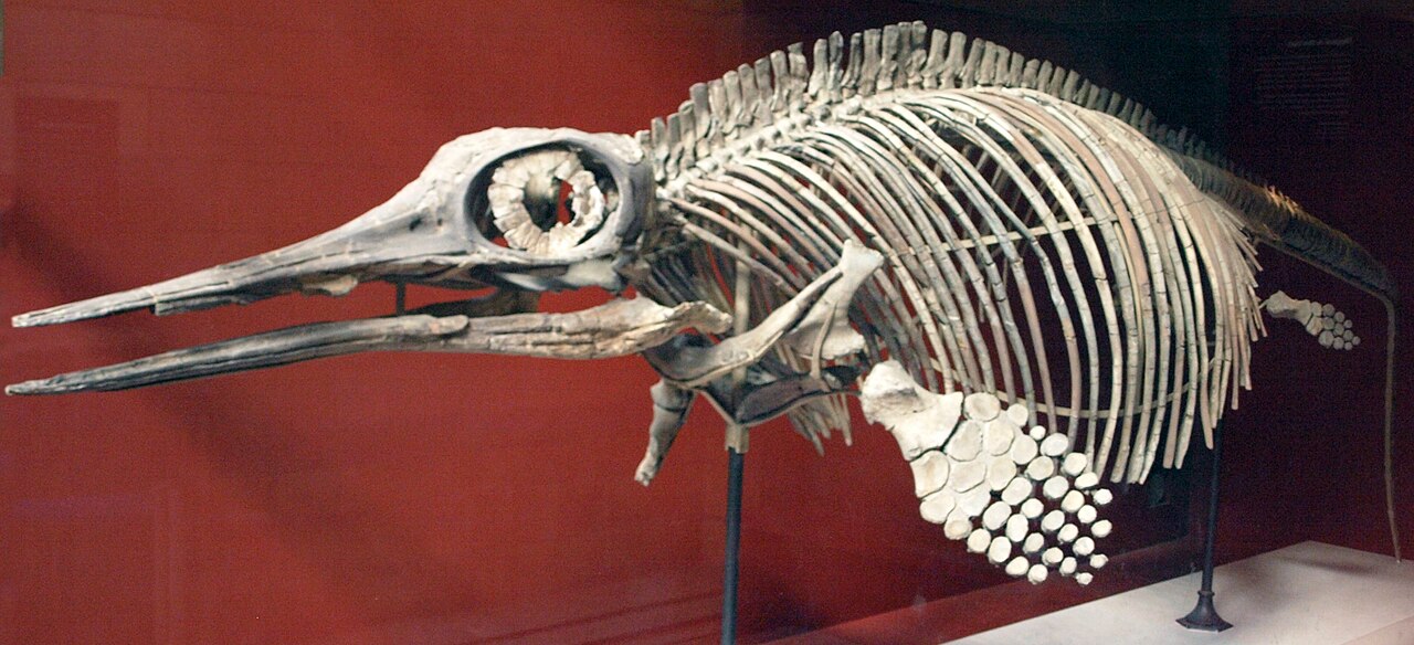 Ophthalmosaurus icenicus reference