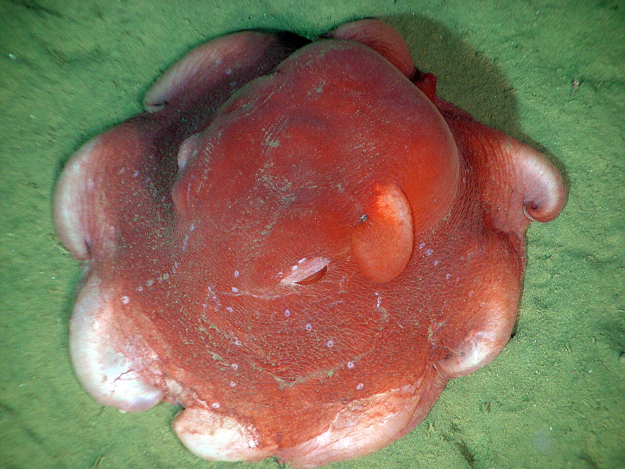 Opisthoteuthis californiana reference