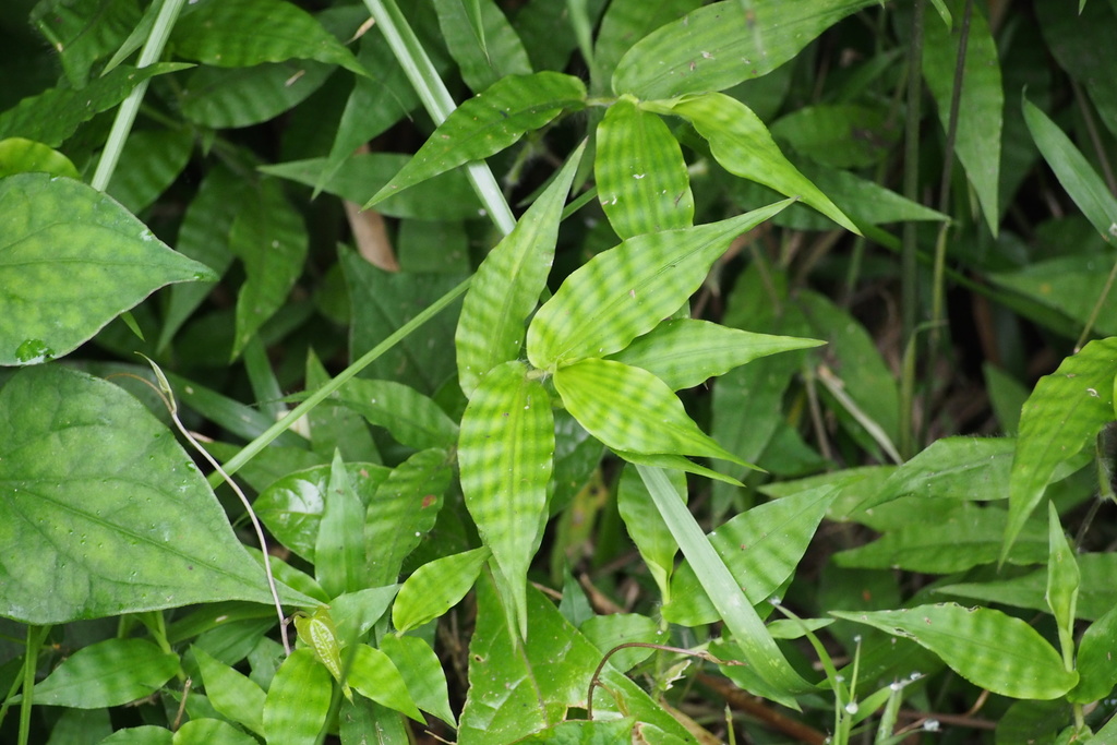Wavyleaf Basketgrass reference