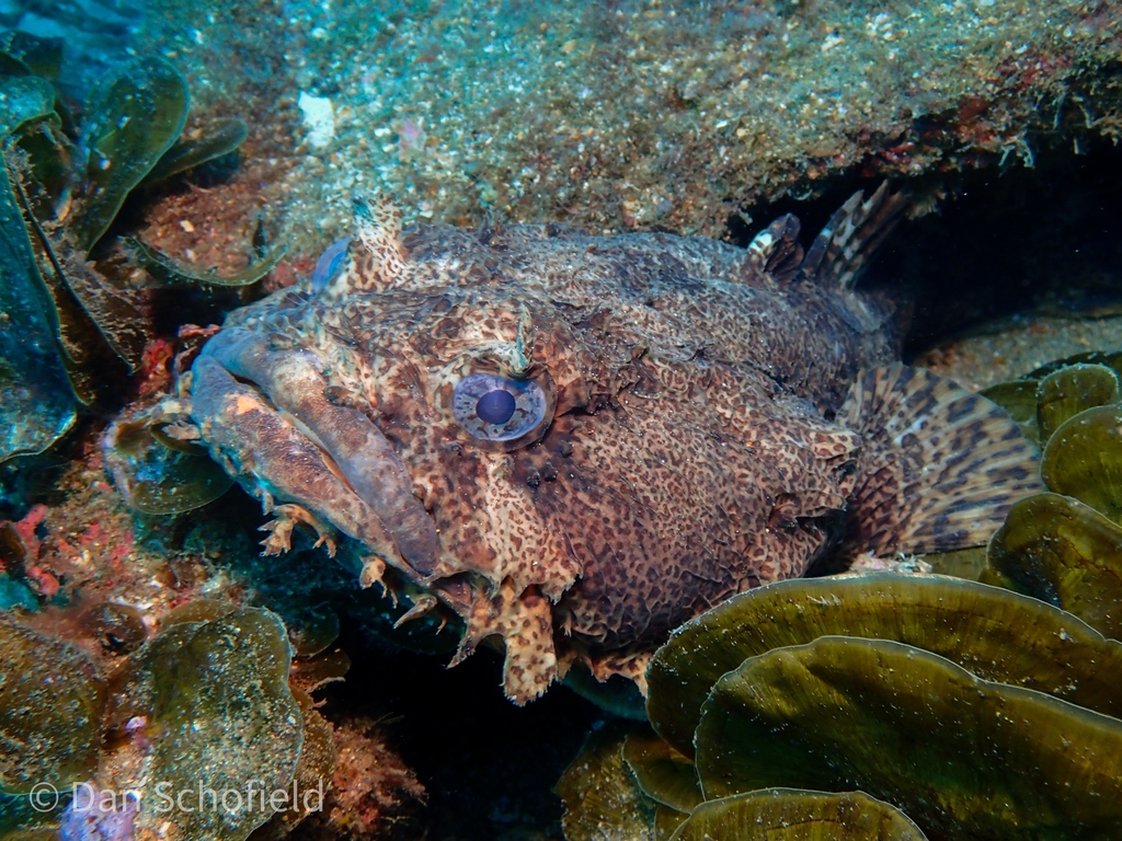 Oyster Toadfish reference