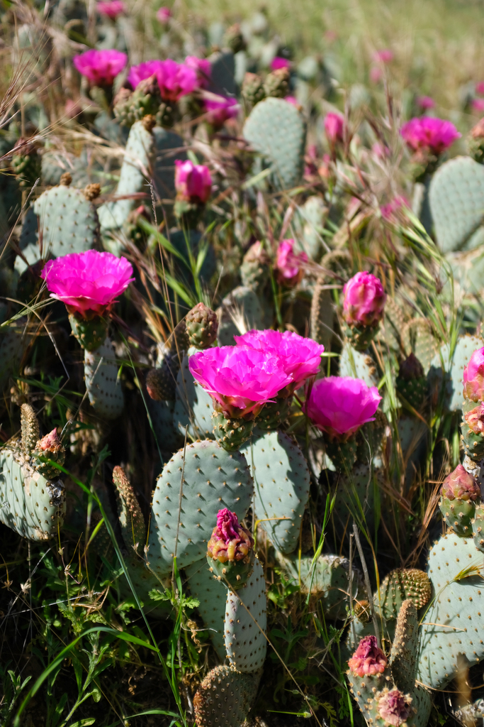 Beavertail Pricklypear reference
