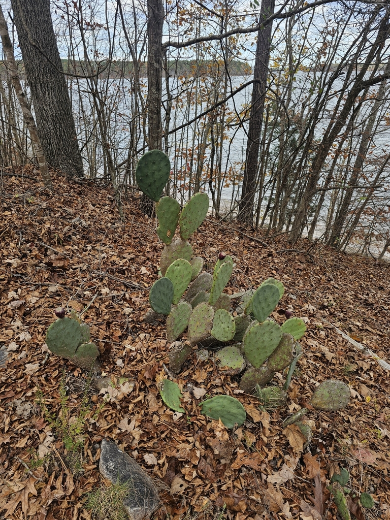 Prickly Pear Cactus reference