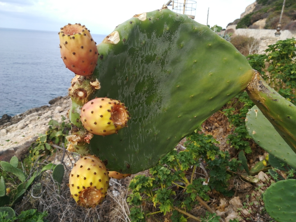 Indian fig opuntia reference
