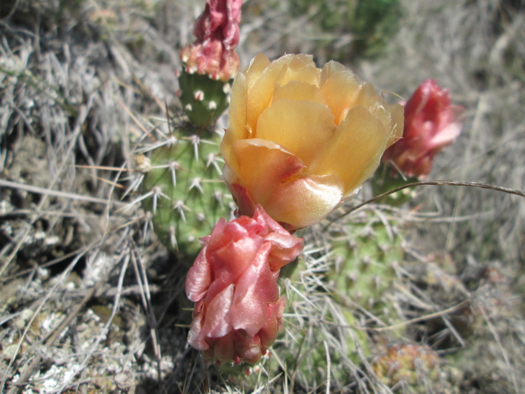 Brittle Pricklypear reference