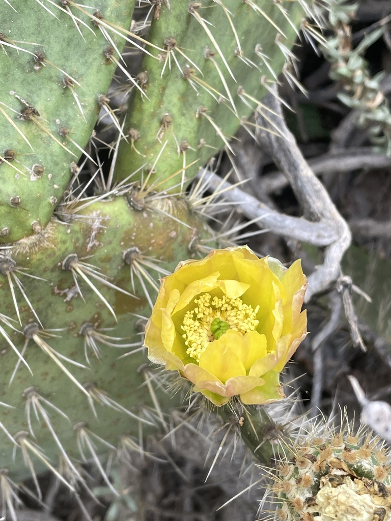 Coastal Pricklypear reference