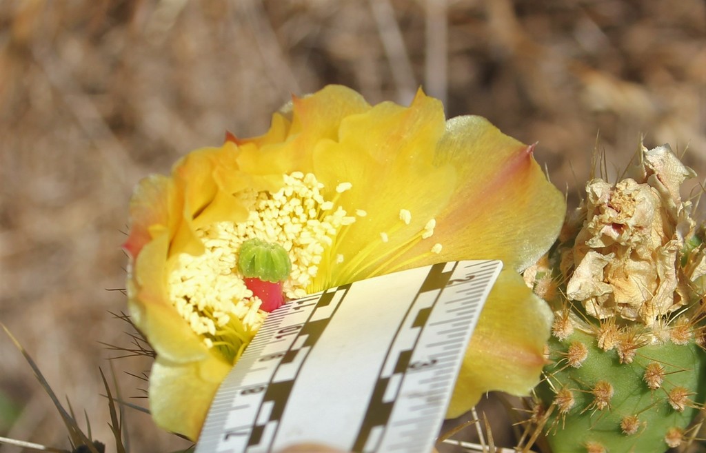 Chaparral Pricklypear reference