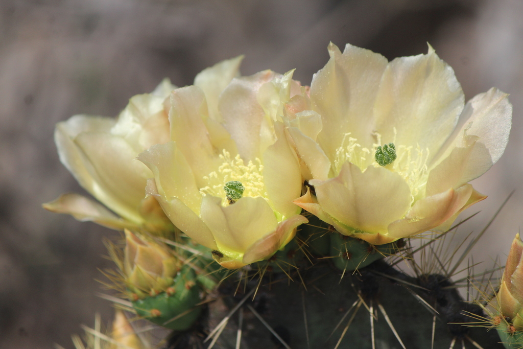 Brown-spined Pricklypear reference