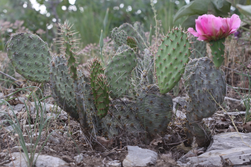 Plains Pricklypear reference