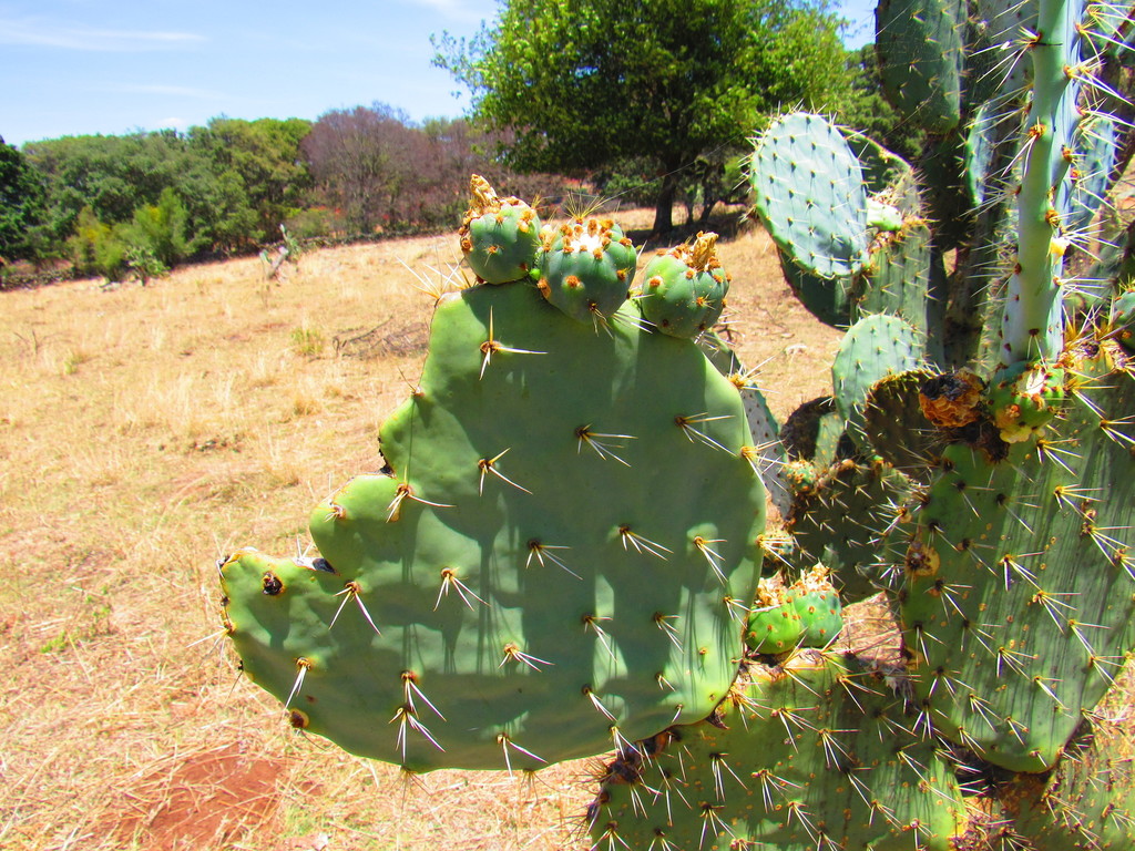 Nopal Tapón reference