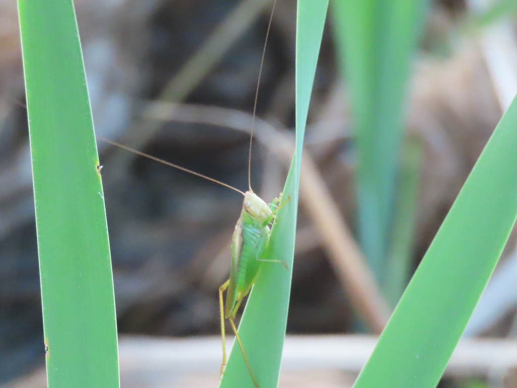 Agile Meadow Katydid reference