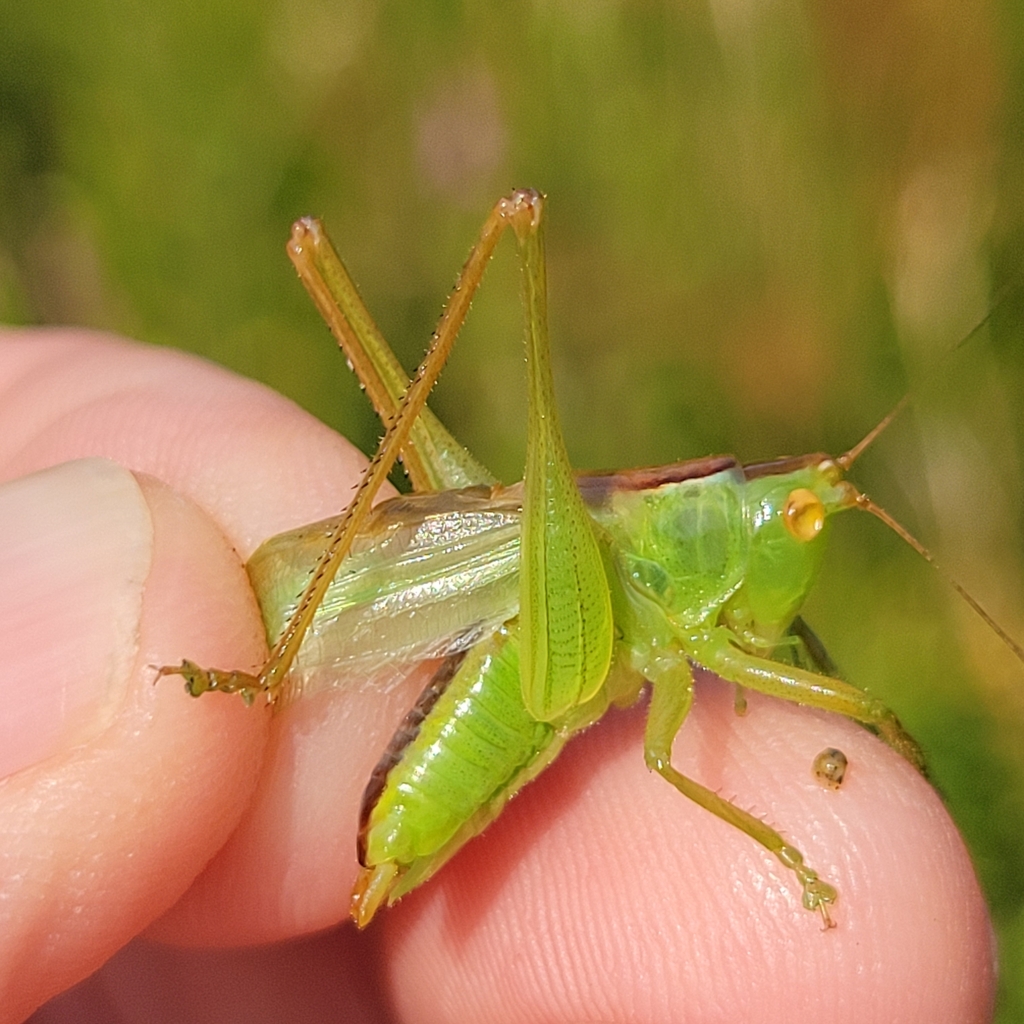 Common Meadow Katydid reference