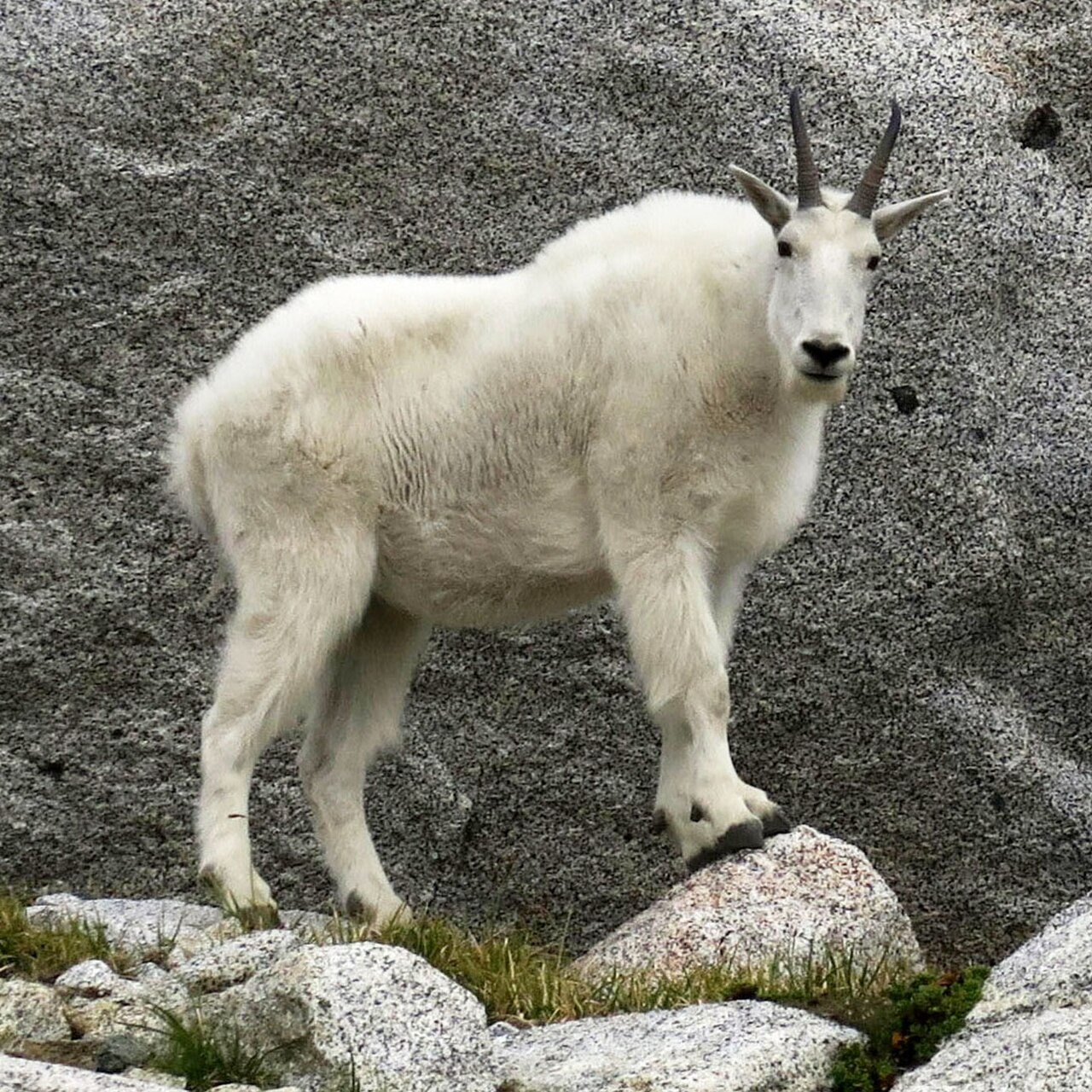 Mountain Goat reference