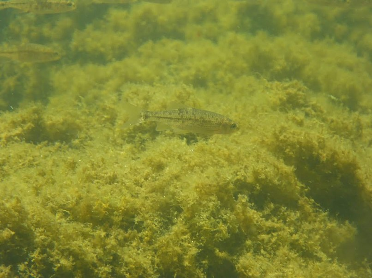 Umpqua Chub reference