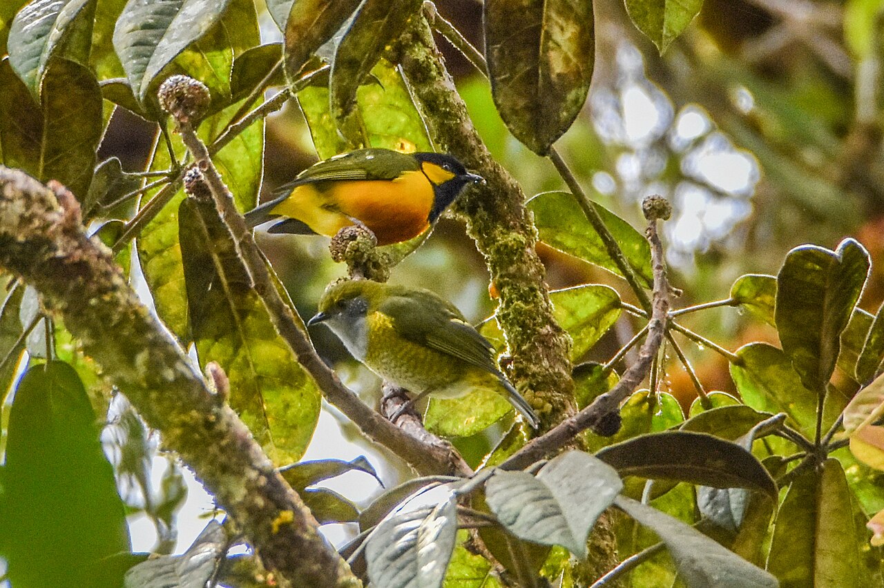 Tit Berrypecker reference