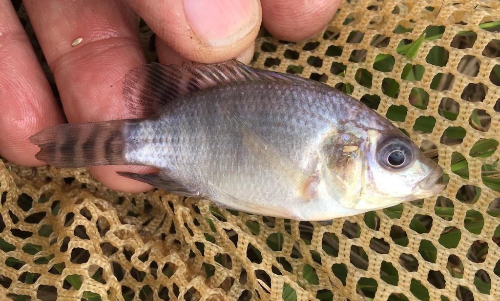 Nile Tilapia reference