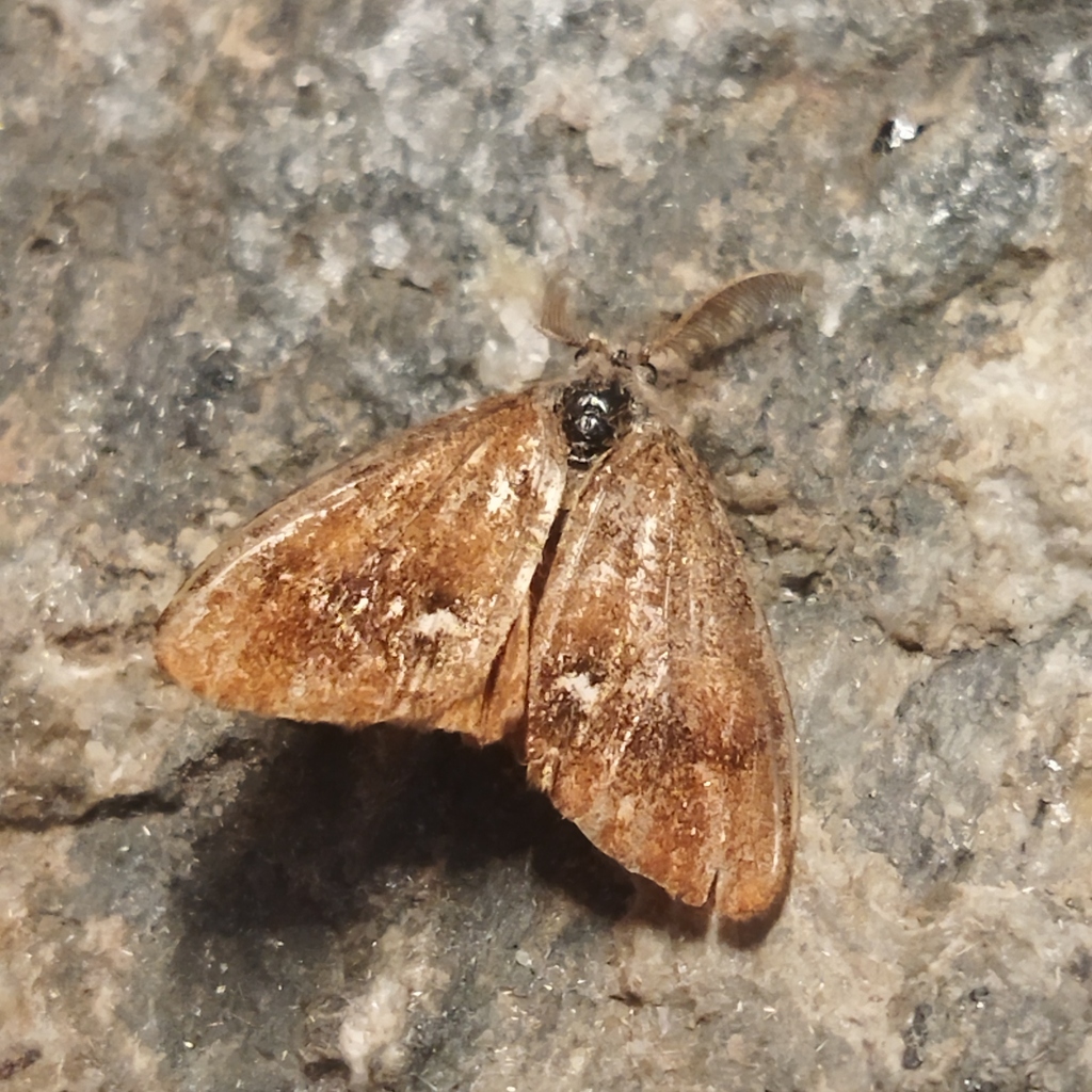 Rusty Tussock Moth reference