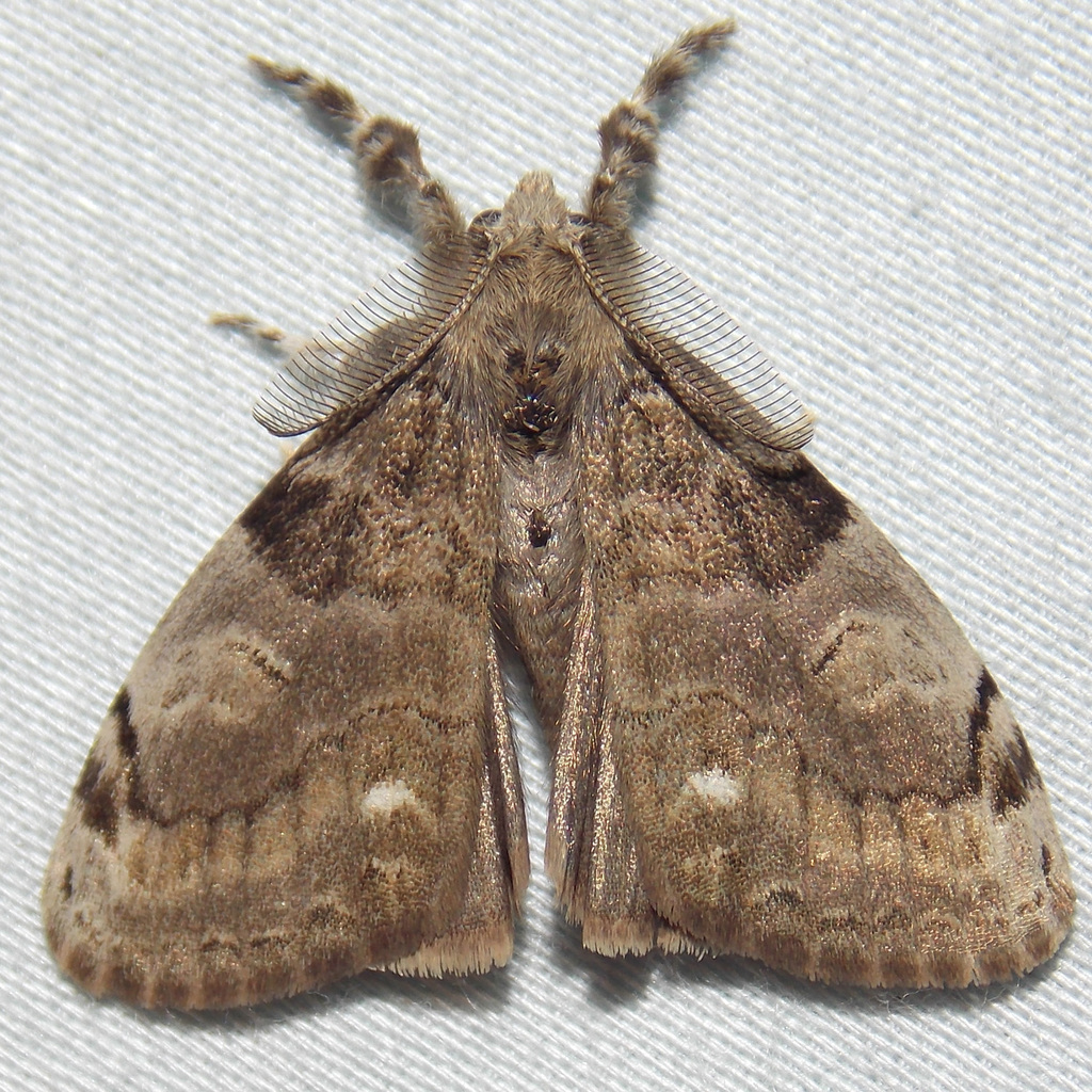 White-marked Tussock Moth reference