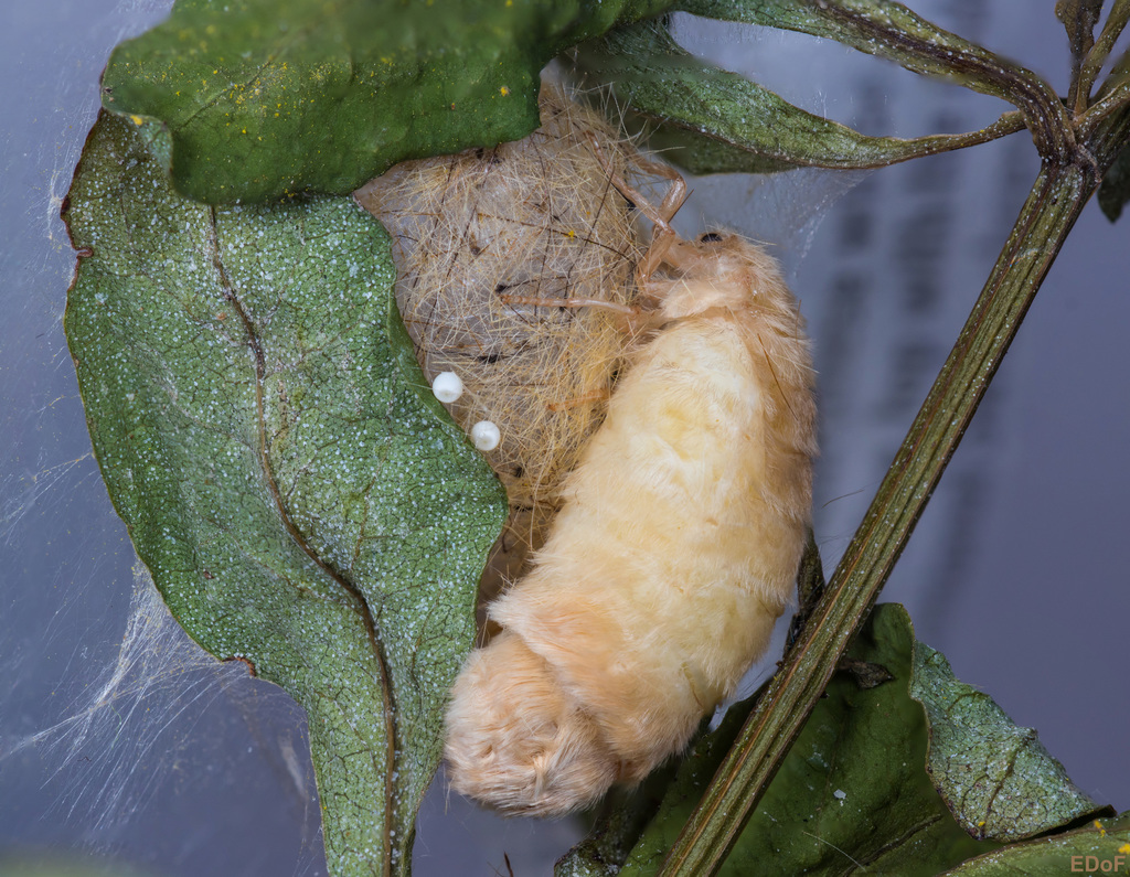 Cocoa Tussock Moth reference