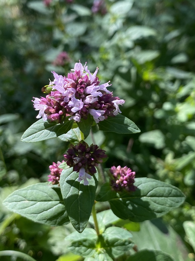 Oregano reference