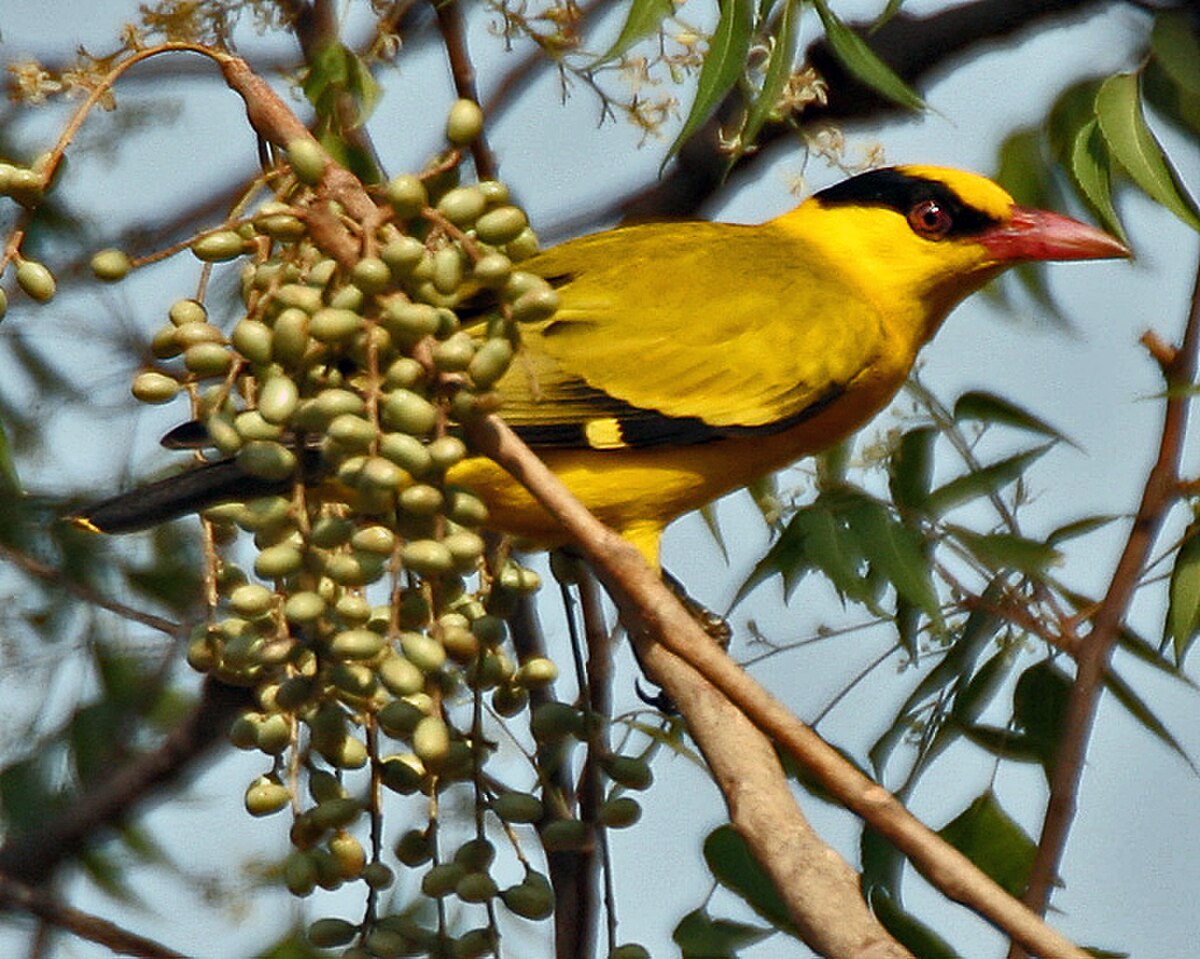Black-naped Oriole reference