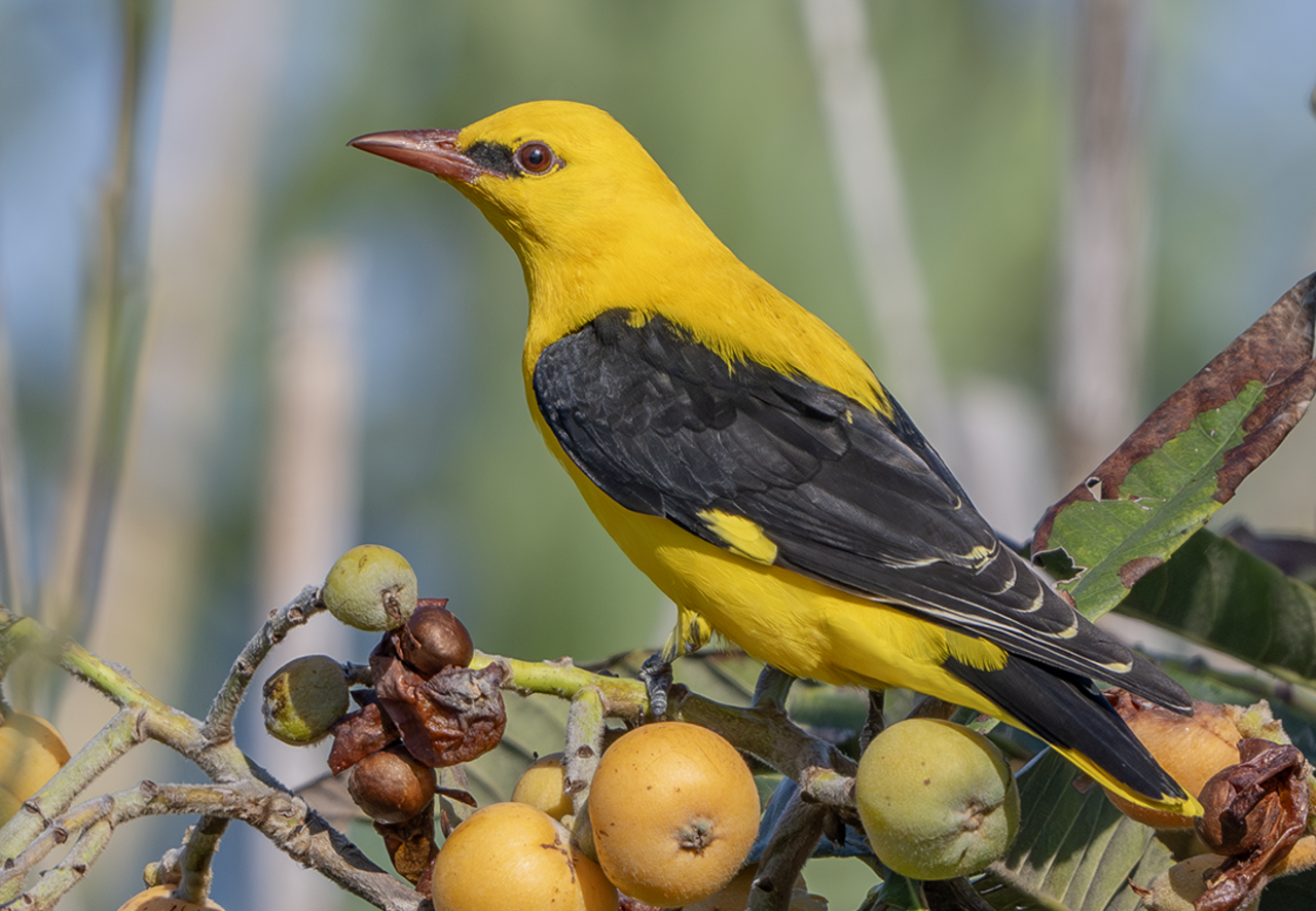 Eurasian Golden Oriole reference