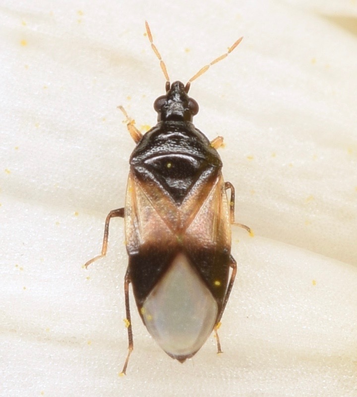 Insidious Flower Bug reference