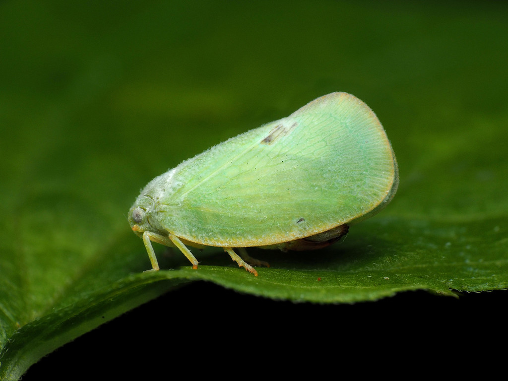 Ormenoides venusta reference