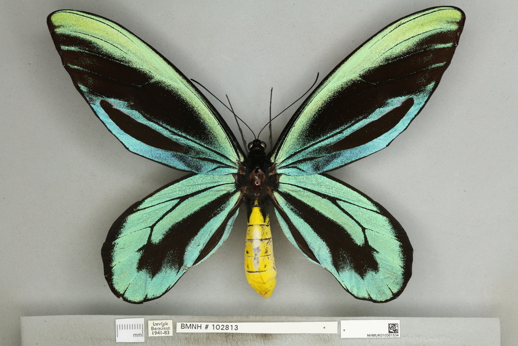 Queen Alexandra's Birdwing reference