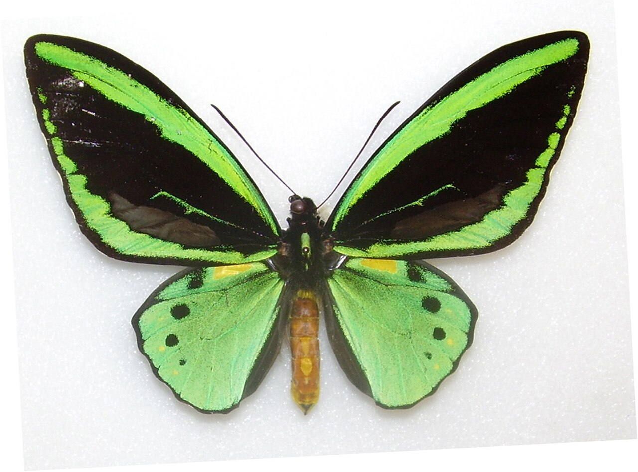 Ornithoptera priamus reference
