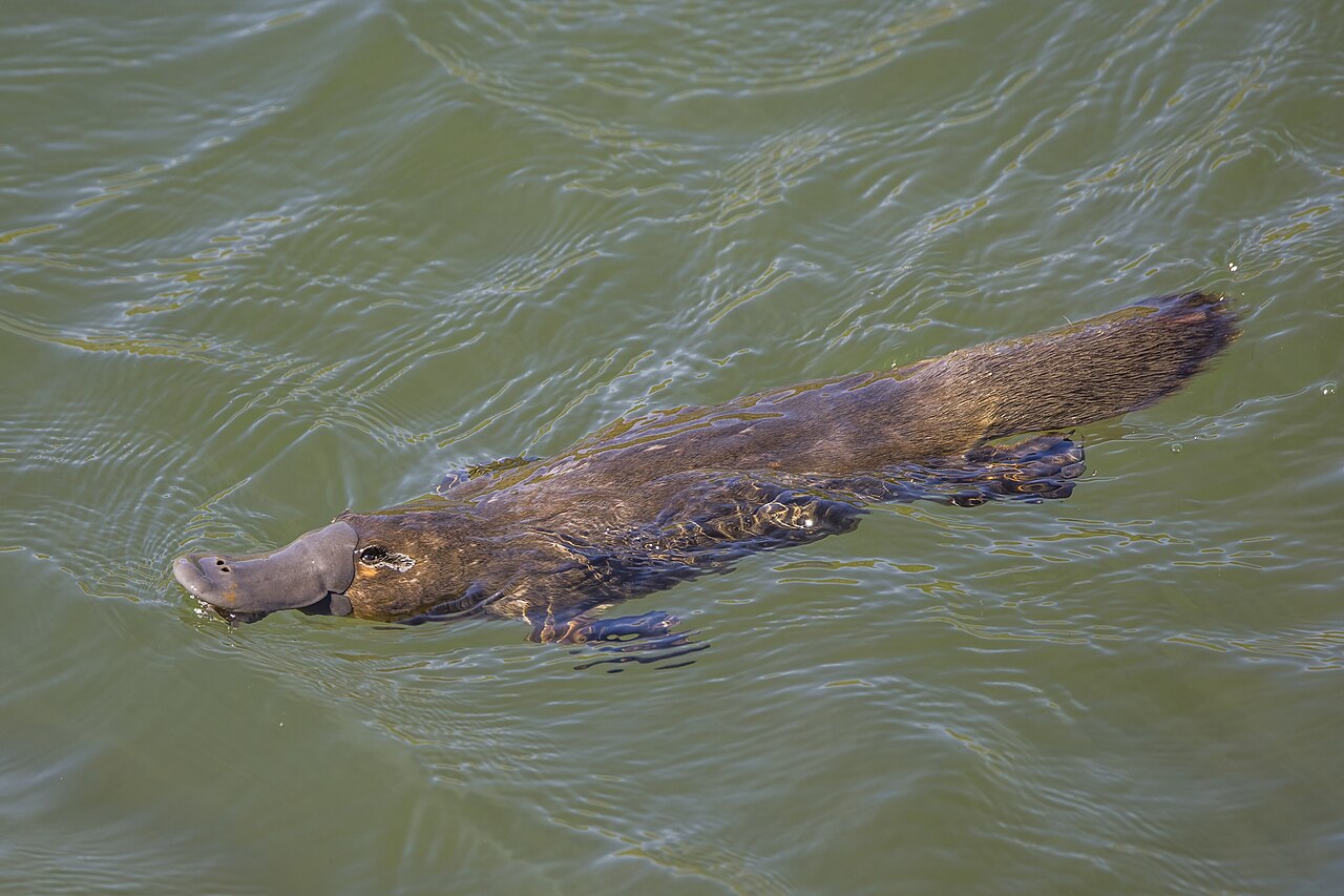 Platypus reference