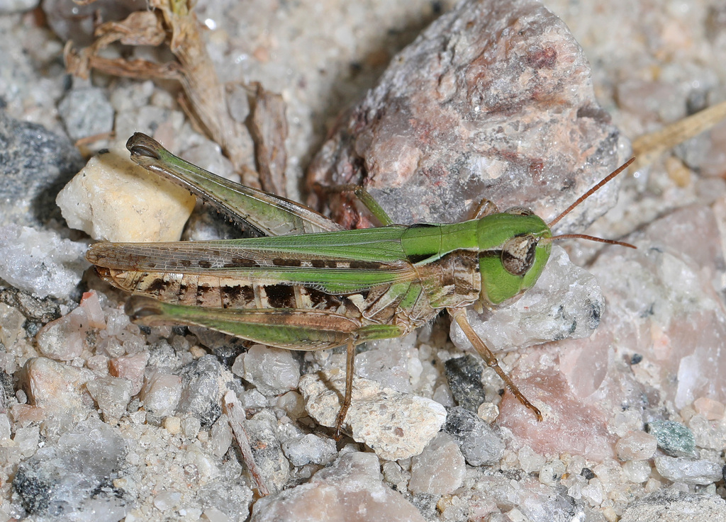 Pasture Locust reference