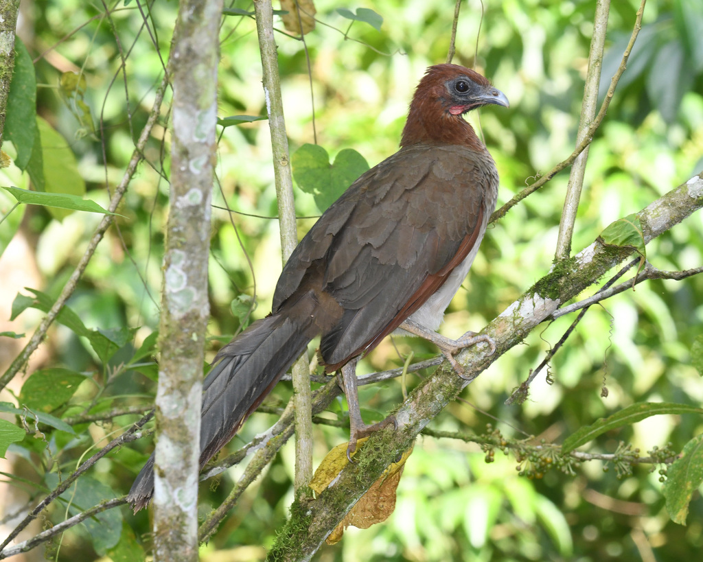 Rufous-headed Chachalaca reference