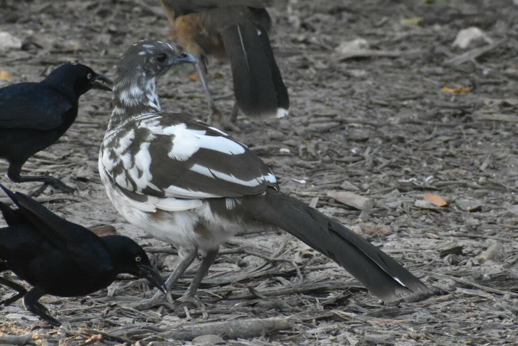 Plain Chachalaca reference