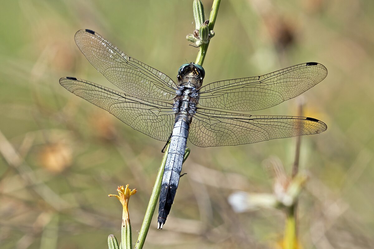 White-tailed Skimmer reference