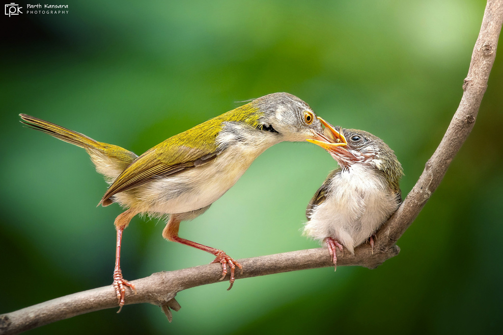 Common Tailorbird reference