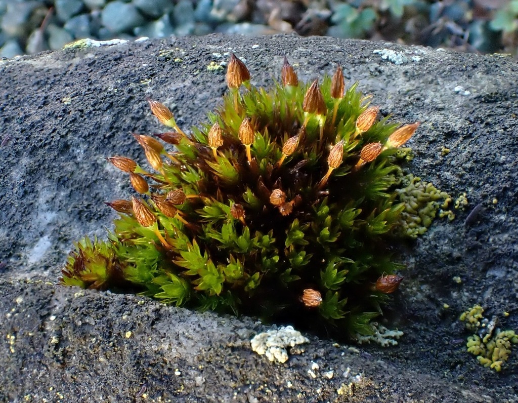 Anomalous Bristle-moss reference