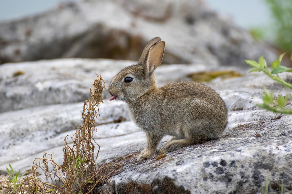European Rabbit reference