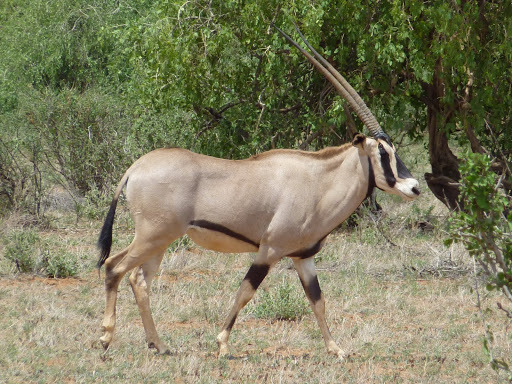 East African Oryx reference