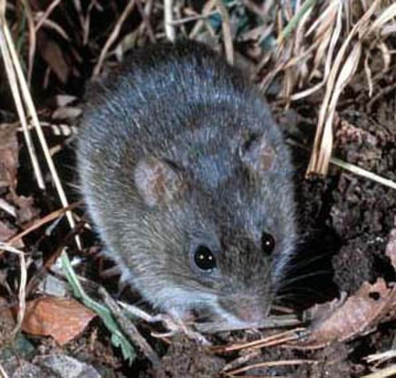 Marsh Rice Rat reference