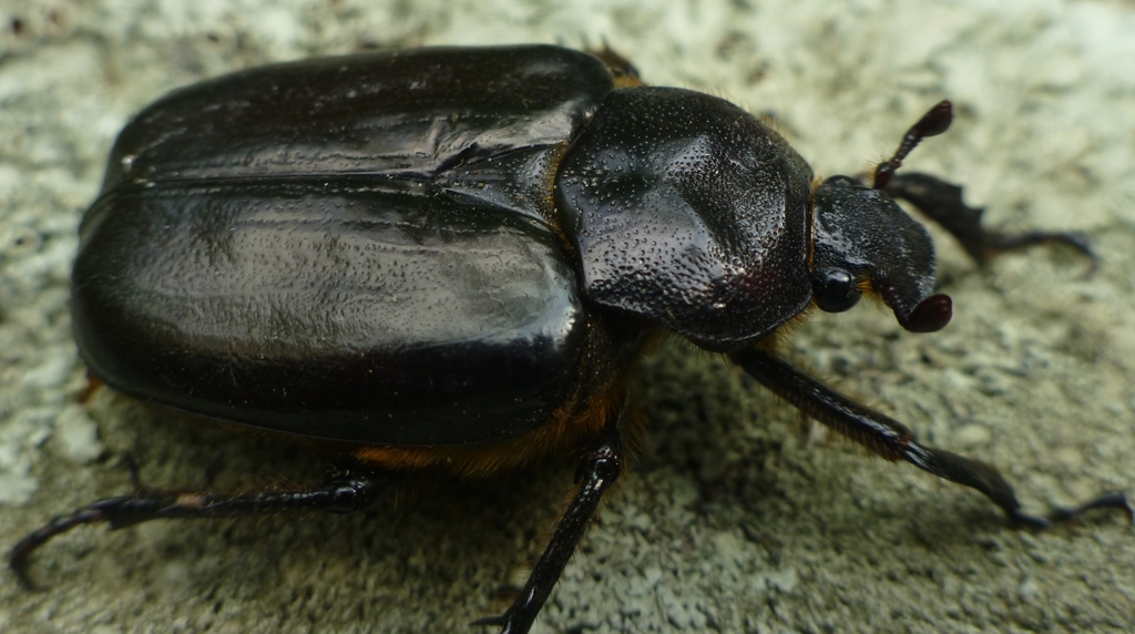 Hermit Flower Beetle reference