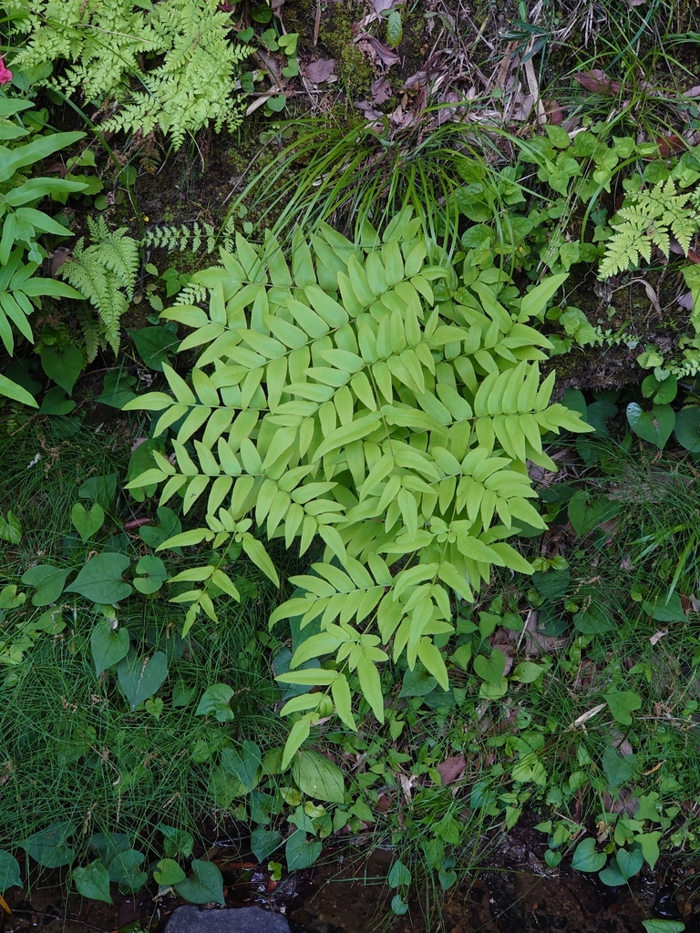 Asian Royal Fern reference